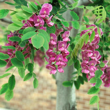 Purple Robe Locust Tree