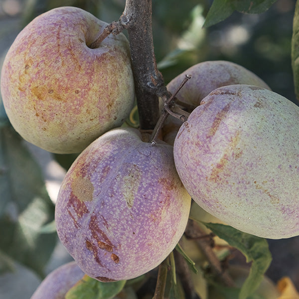 Flavor Grenade Pluot Tree