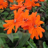 Rose Campion Orange Gnome