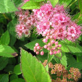 Norman Spirea