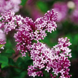 Dwarf Korean Lilac Tree