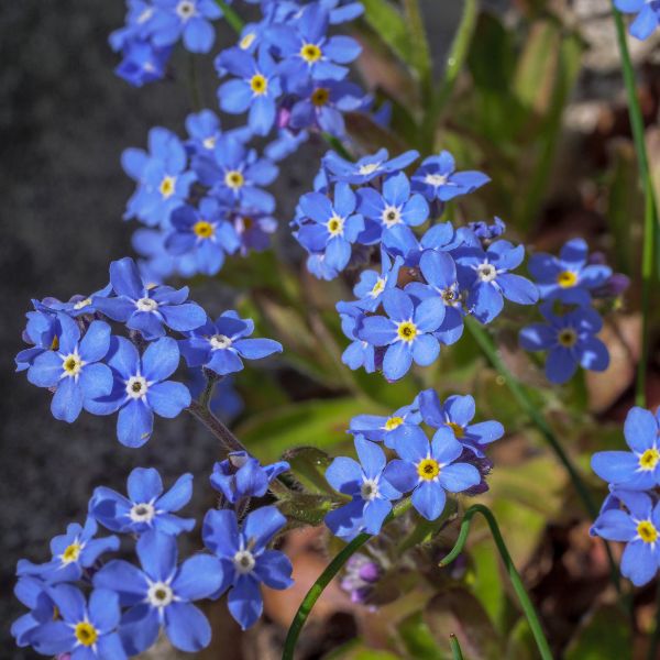 Bluesylva Forget-me-not