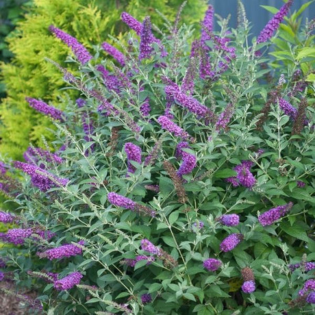 Miss Violet Butterfly Bush