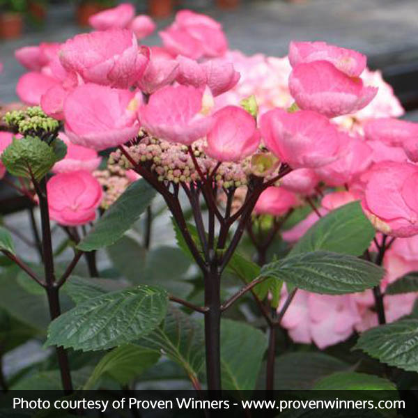 Abracadabra&reg; Star Hydrangea