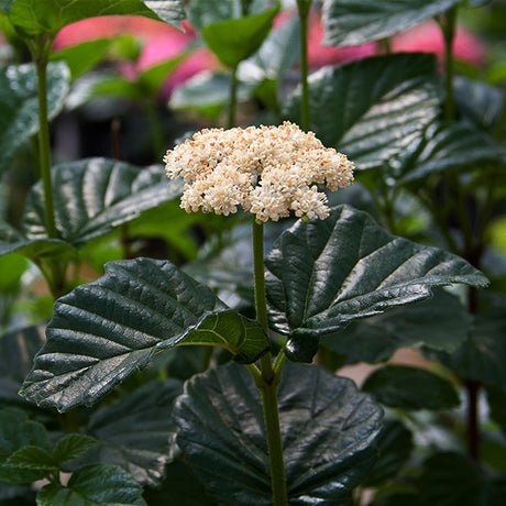 All That Glows&reg; Arrowwood Viburnum