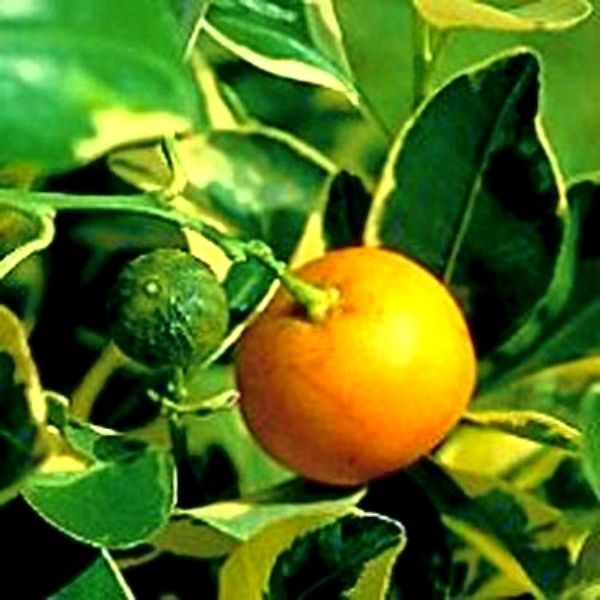 Variegated Calamondin Tree