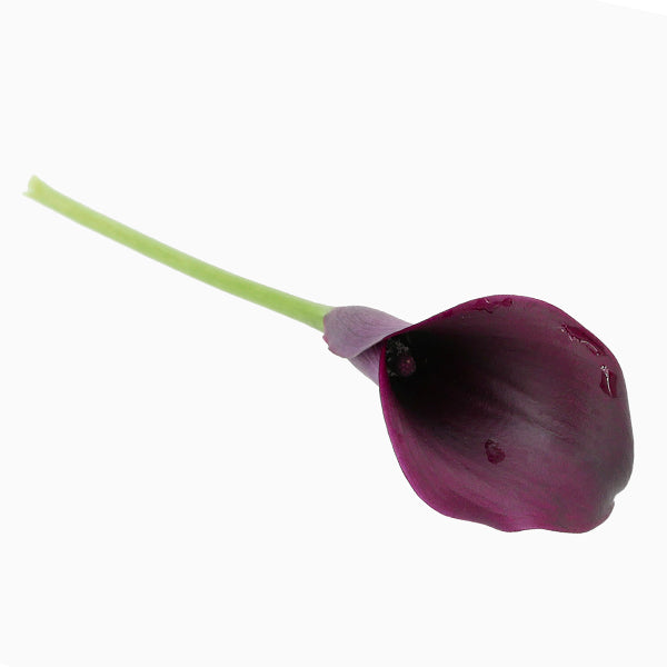 Purple Calla Lily