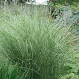 Miscanthus Morning Light Grass