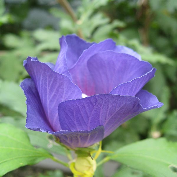 Azurri Blue Satin&reg; Rose of Sharon Tree Form