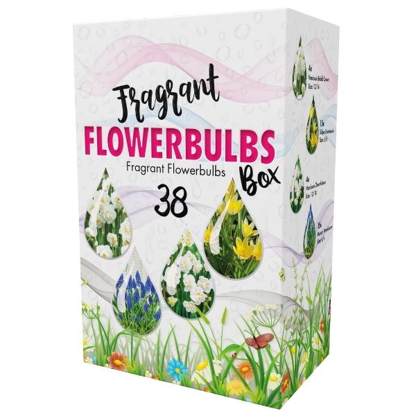 Fragrant Flowers Bulb Box