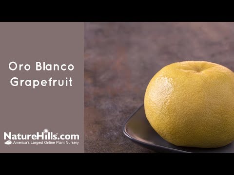 Oro Blanco Grapefruit Tree