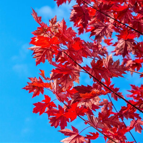 Summer Red Maple Tree