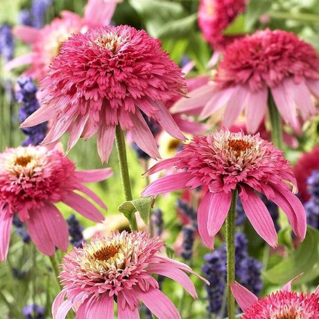 Pink Double Delight Coneflower