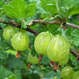 Pixwell Gooseberry Bush