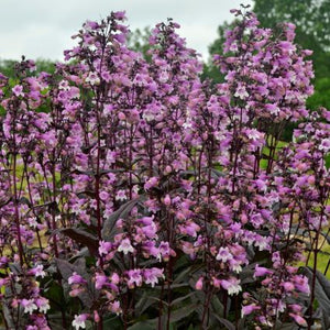 Midnight Masquerade Penstemon