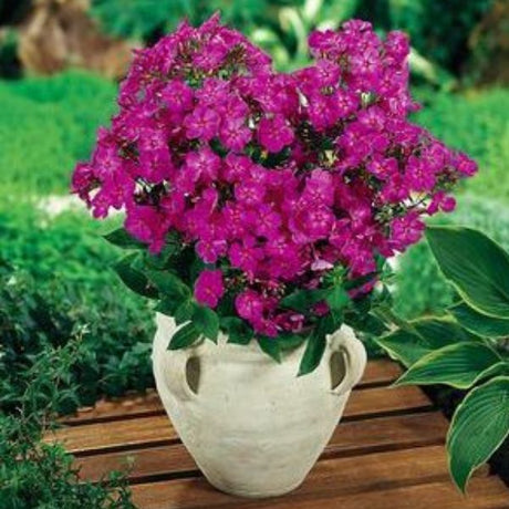 Phlox Junior Dream