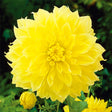 Kelvin Floodlight Dahlia