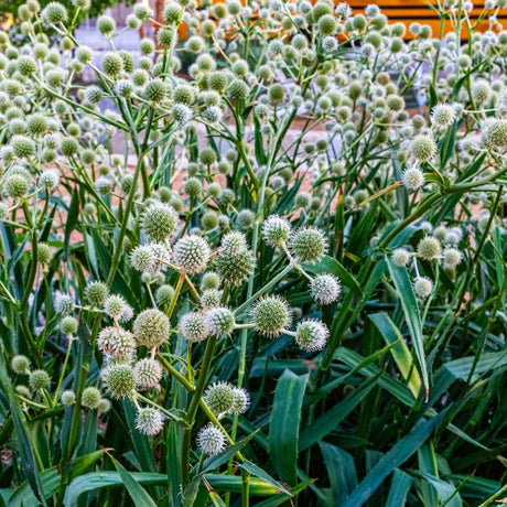 Rattlesnake Master