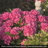 Cityline&reg; Venice Bigleaf Hydrangea