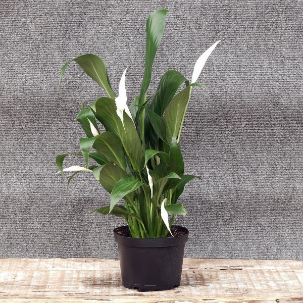 Peace Lily