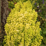 Golden Torch Barberry