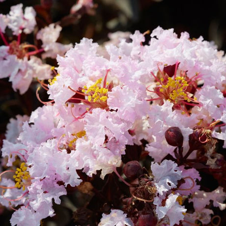 Black Diamond&reg; Blush&trade; Crape Myrtle