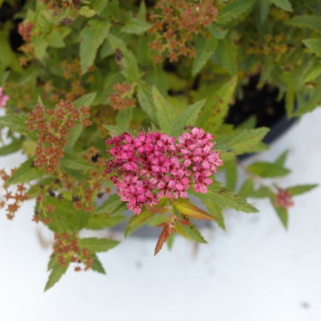 Anthony Waterer Spirea