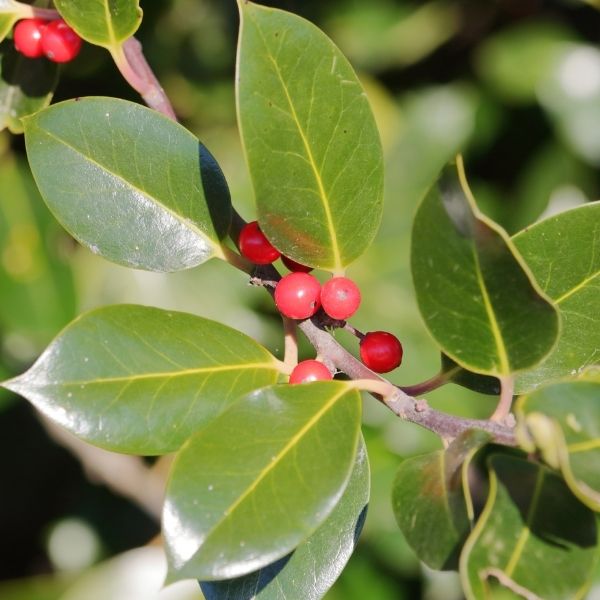Shop Our Selection of Holly Bushes Today | NatureHills.com