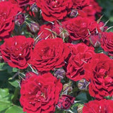 Red Sunblaze&reg; Rose