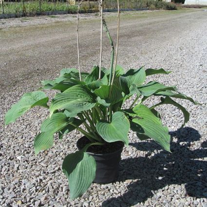 Blue Angel Hosta