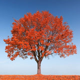 Autumn Fantasy Red Maple Tree