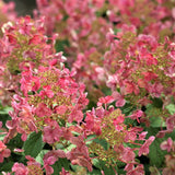 Little Quick Fire&reg; Panicle Hydrangea