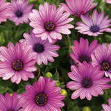 Soprano Purple Daisy