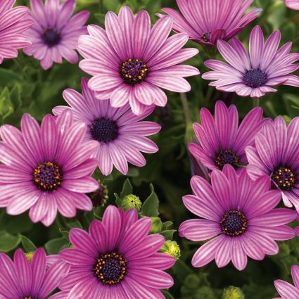 Soprano Purple Daisy