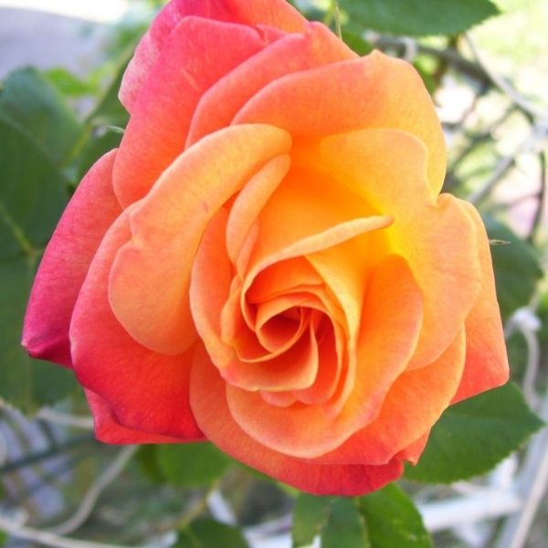 Joseph's Coat Climbing Rose