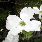 White Flowering Dogwood