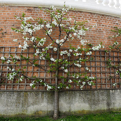 Espalier Edible Grafted Apple Tree