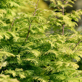 Amber Glow&trade; Dawn Redwood