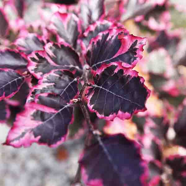 Tricolor European Beech Tree