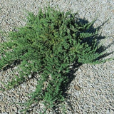 Wisconsin Juniper