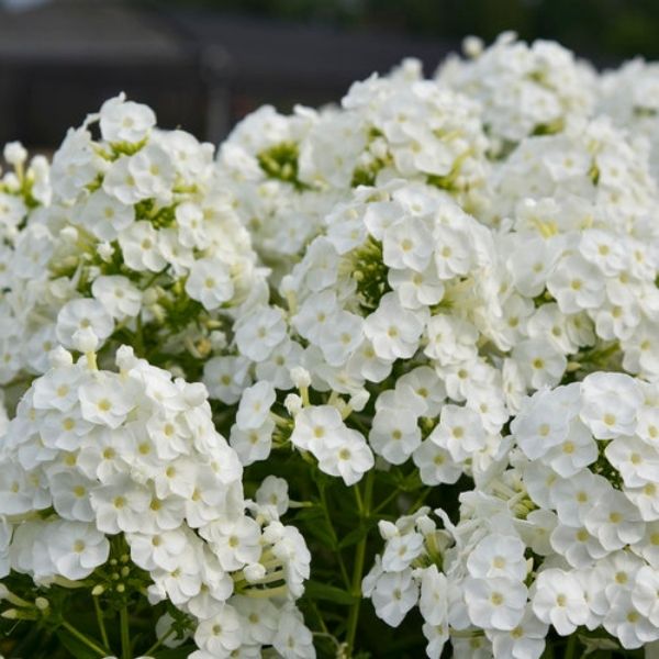 Luminary&trade; Backlight Tall Garden Phlox