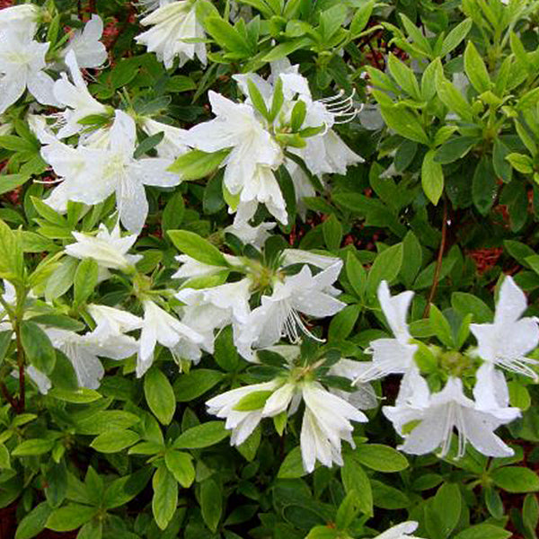 Autumn Lily&reg; Encore&reg; Azalea