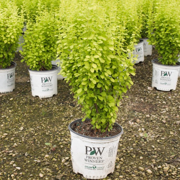 Proven Winners&reg; Sunjoy&reg; Gold Pillar Barberry