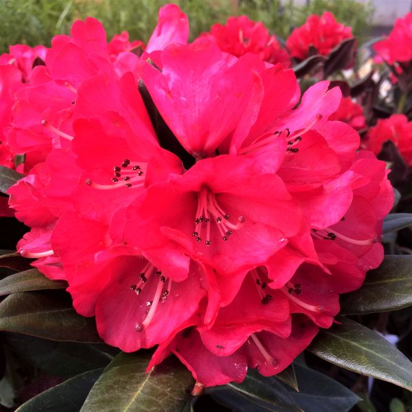 Cherries and Merlot Rhododendron