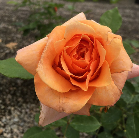 Tangerine Skies&trade; Arborose&reg; Climbing Rose