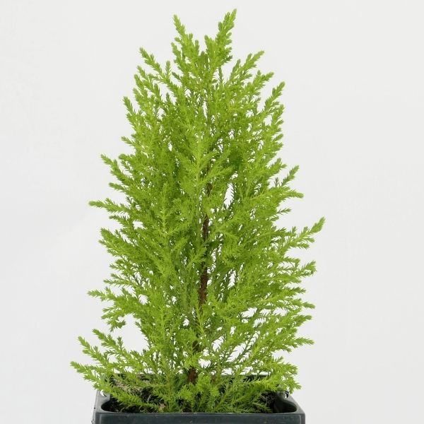 Goldcrest Lemon Cypress