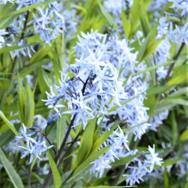 Arkansas Blue Star