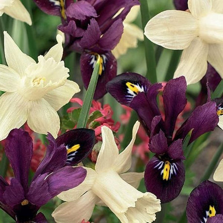 Pole Position Tulip/Iris Mix