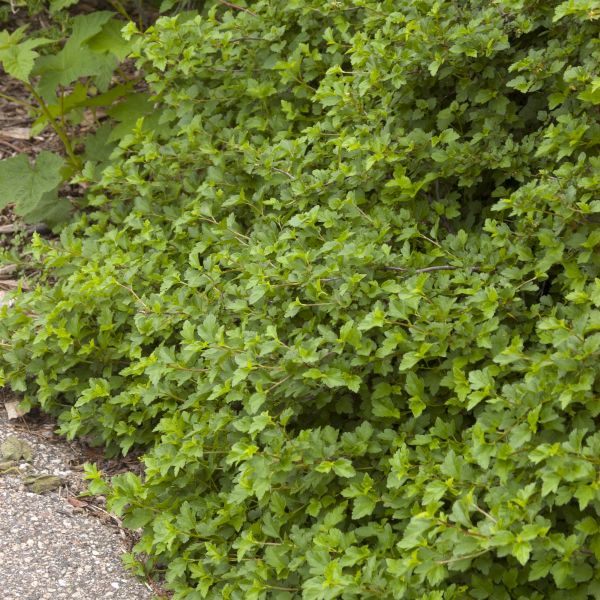 Green Mound Alpine Currant Bush