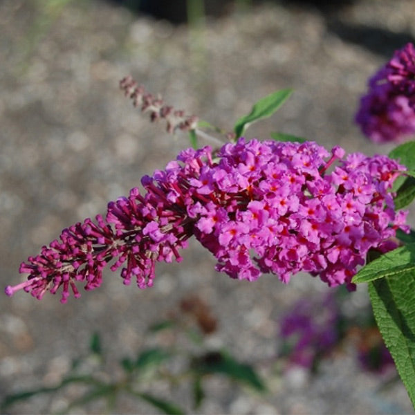 Windy Hill Butterfly Bush